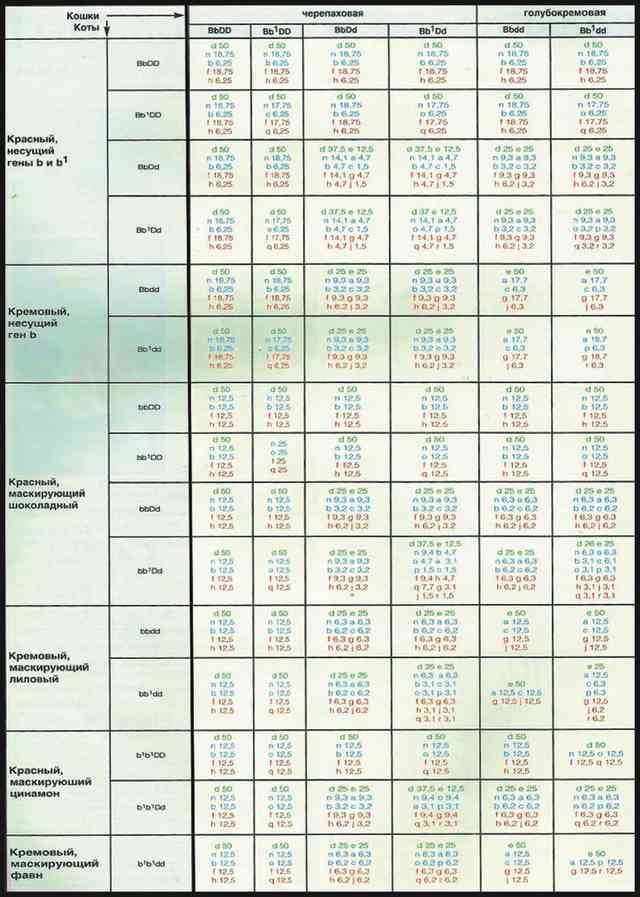  Расчет окраса потомства от кота и кошки сплошных окрасов включая шоколад, лилак, циннамон и фавн в сочетании с краснымTab 5