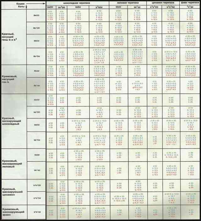 Расчет окраса потомства от кота и кошки сплошных окрасов включая шоколад, лилак, циннамон и фавн в сочетании с красным Tab 5 2