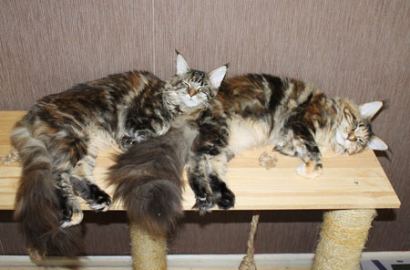 две кошки мейн кун