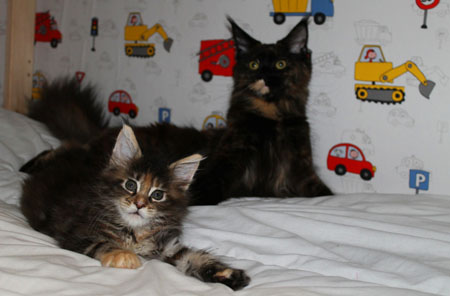 кошка и котенок