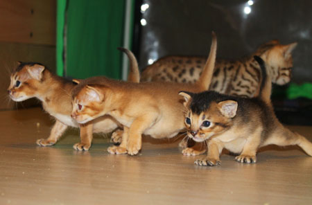 абиссинские котята из питомника