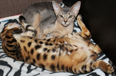 кошки разных пород в питомнике