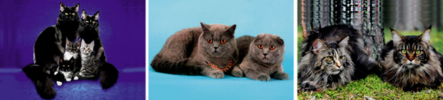 кошки и коты для племенного разведения