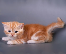 окрас красный с белым