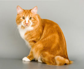 кот красно-белый