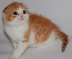 белый с красным