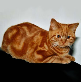 красный мрамор