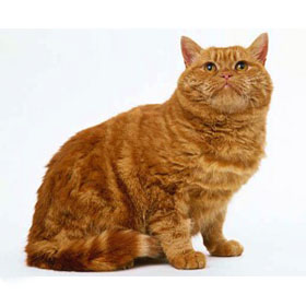 красный солид