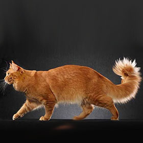 солидный кот