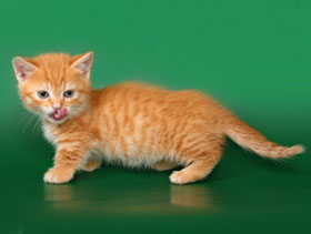 котенок красный пятнистый
