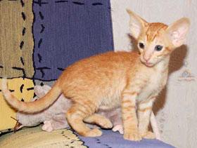 красный котенок