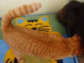 рыжий кот пятнистый