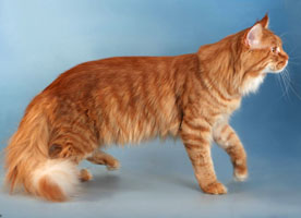 красный котенок