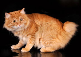 красный тигровый