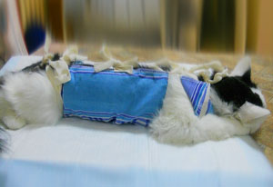 Кошка в попоне