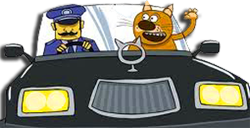 kak perevozit koshku v mashine