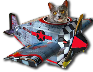 kak perevozit koshku v samolete