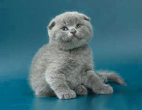 плюшевый шотландец