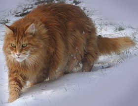 мейн кун красный