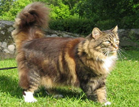 норвежская лесная