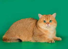 золотой британец