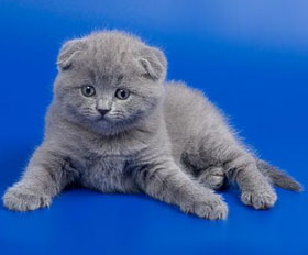 вислоухий котенок