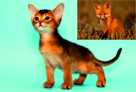 абиссинские лисички