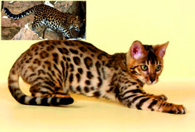 бенгал леопард