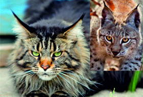 мейн кун как рысь