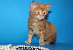 котенок мейн кун