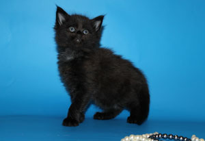 мейн кун котенок черный солид