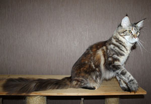 породистая кошка кун