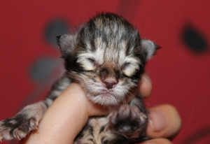 новорожденный бенгаленок