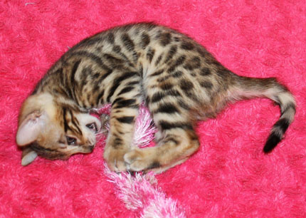 котенок 1,5 месяца