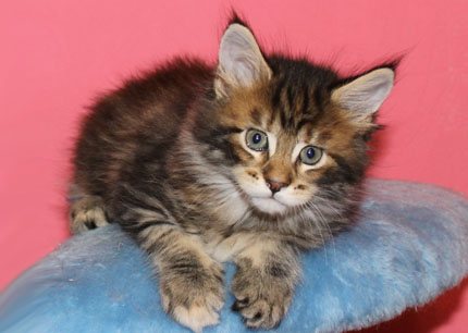 мейн кун 1,5 месяца