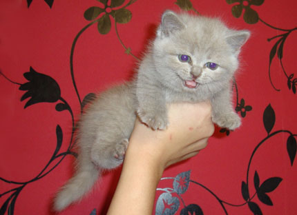 Шотландский котенок 1,5 месяца