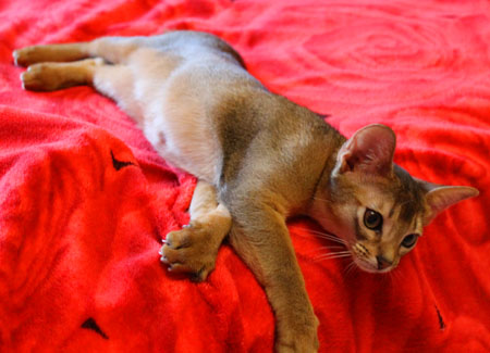 Абиссинский котенок 4 месяца