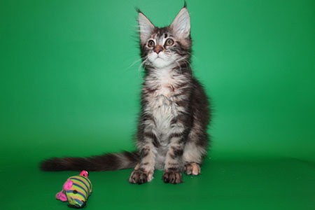 котенок 4 мес.