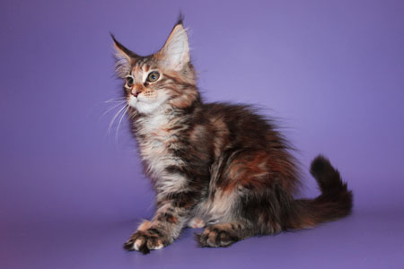 мейн кун котенок 