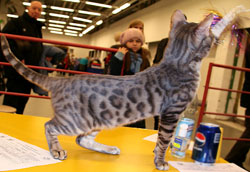 голубой бенгал