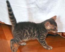 котенок бенгальский окрас голубой