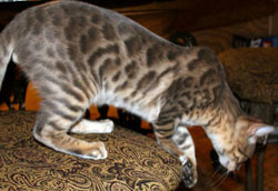 голубой окрас бенгала