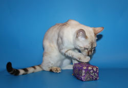 сил линкс пойнт