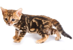 котенок окрас n22