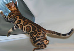 окрас бенгальского n24