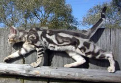 окрас бенгала ns22