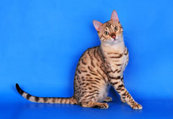 бенгал сепия