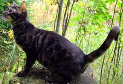 Бенгальский окрас угольный