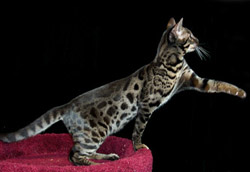 бенгал уголь