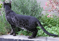 угольный окрас